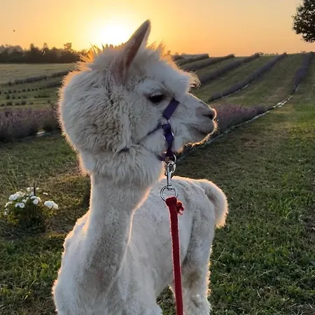 La Baita Nei Boschi *