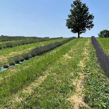 La Baita Nei Boschi Chalet Serramazzoni