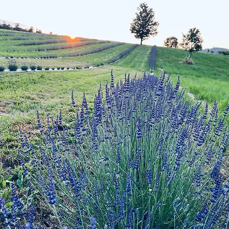 La Baita Nei Boschi * Serramazzoni